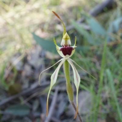 Caladenia parva (Brown-clubbed Spider Orchid) at Brindabella, NSW - 8 Oct 2014 by AaronClausen