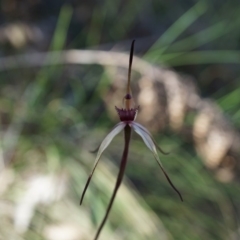 Caladenia orestes (Burrinjuck Spider Orchid) at Brindabella, NSW - 8 Oct 2014 by AaronClausen