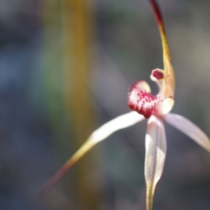 Caladenia orestes at suppressed - 8 Oct 2014