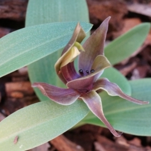 Chiloglottis valida at Brindabella, NSW - suppressed