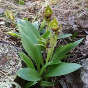 Chiloglottis valida at Brindabella, NSW - suppressed