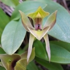 Chiloglottis valida at Brindabella, NSW - suppressed