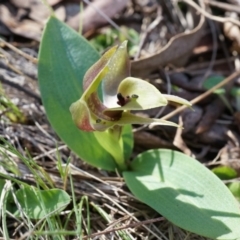 Chiloglottis valida (Large Bird Orchid) at Brindabella, NSW - 8 Oct 2014 by AaronClausen