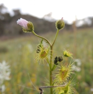 Drosera gunniana at Theodore, ACT - 6 Oct 2014 06:01 PM