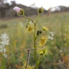 Drosera gunniana at Theodore, ACT - 6 Oct 2014 06:01 PM