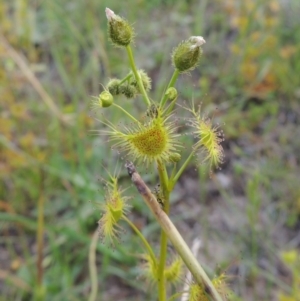 Drosera gunniana at Theodore, ACT - 6 Oct 2014 06:03 PM