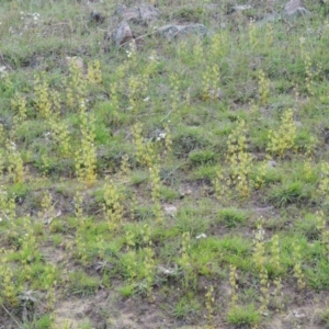 Drosera gunniana at Theodore, ACT - 6 Oct 2014 06:05 PM