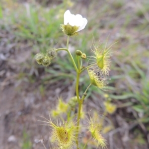 Drosera gunniana at Theodore, ACT - 6 Oct 2014 06:06 PM