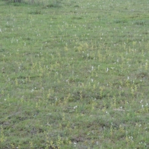 Drosera gunniana at Theodore, ACT - 6 Oct 2014