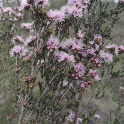 Kunzea parvifolia (Violet Kunzea) at Tuggeranong Hill - 6 Oct 2014 by michaelb
