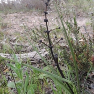 Lomandra multiflora at Theodore, ACT - 6 Oct 2014 06:20 PM