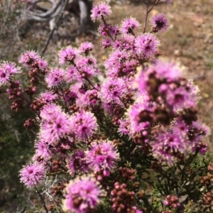 Kunzea parvifolia at Hackett, ACT - 10 Oct 2014