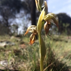 Oligochaetochilus hamatus (Southern Hooked Rustyhood) at Canberra Central, ACT - 9 Oct 2014 by AaronClausen