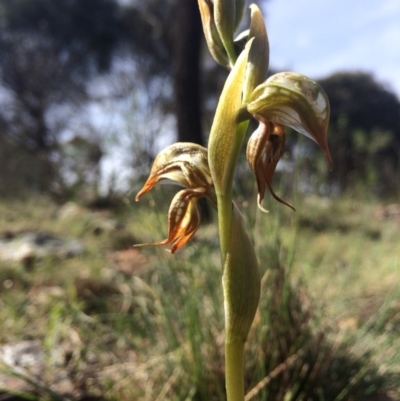 Oligochaetochilus hamatus (Southern Hooked Rustyhood) at P11 - 9 Oct 2014 by AaronClausen