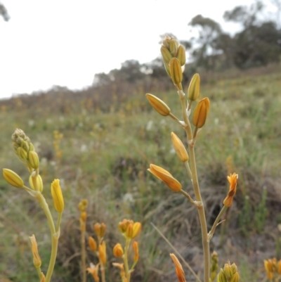 Bulbine bulbosa (Golden Lily) at Tuggeranong Hill - 6 Oct 2014 by michaelb
