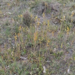 Bulbine bulbosa at Theodore, ACT - 6 Oct 2014