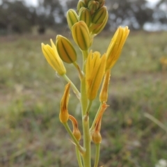 Bulbine bulbosa at Theodore, ACT - 6 Oct 2014