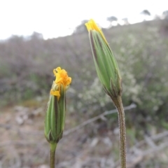 Microseris walteri (Yam Daisy, Murnong) at Theodore, ACT - 6 Oct 2014 by michaelb