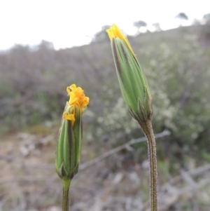 Microseris walteri at Theodore, ACT - 6 Oct 2014