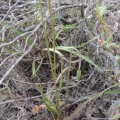 Microseris walteri at Theodore, ACT - 6 Oct 2014