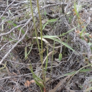 Microseris walteri at Theodore, ACT - 6 Oct 2014