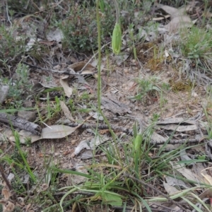 Microseris walteri at Theodore, ACT - 6 Oct 2014