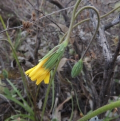 Microseris walteri (Yam Daisy, Murnong) at Tuggeranong Hill - 6 Oct 2014 by michaelb