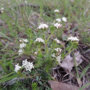 Asperula conferta at Theodore, ACT - 6 Oct 2014