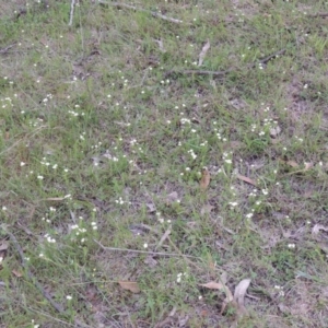 Asperula conferta at Theodore, ACT - 6 Oct 2014