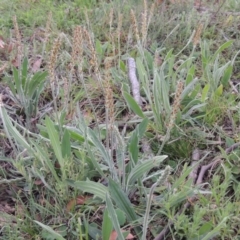 Plantago varia (Native Plaintain) at Theodore, ACT - 6 Oct 2014 by michaelb