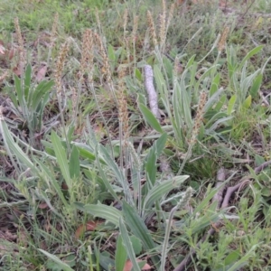 Plantago varia at Theodore, ACT - 6 Oct 2014