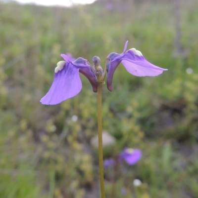 Utricularia dichotoma (Fairy Aprons, Purple Bladderwort) at Theodore, ACT - 6 Oct 2014 by michaelb