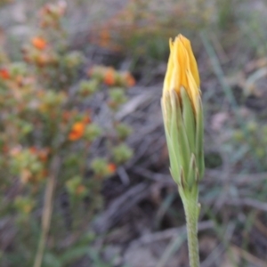 Microseris walteri at Tuggeranong DC, ACT - 6 Oct 2014