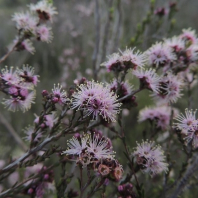 Kunzea parvifolia (Violet Kunzea) at Rob Roy Range - 6 Oct 2014 by MichaelBedingfield