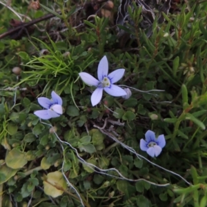 Isotoma fluviatilis subsp. australis at Theodore, ACT - 6 Oct 2014