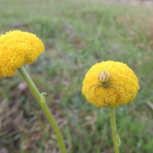 Craspedia variabilis at Theodore, ACT - suppressed