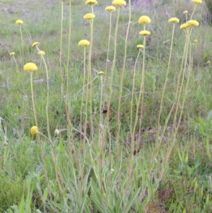 Craspedia variabilis at Theodore, ACT - suppressed