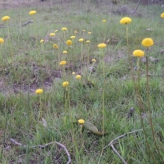 Craspedia variabilis (Common Billy Buttons) at Tuggeranong Hill - 6 Oct 2014 by michaelb