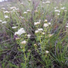 Asperula conferta (Common Woodruff) at Tuggeranong DC, ACT - 6 Oct 2014 by michaelb