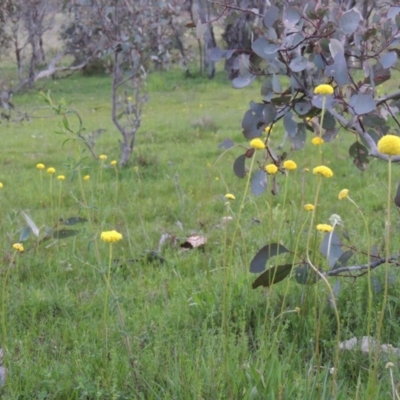 Craspedia variabilis (Common Billy Buttons) at Tuggeranong DC, ACT - 6 Oct 2014 by MichaelBedingfield