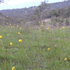 Craspedia variabilis (Common Billy Buttons) at Tuggeranong DC, ACT - 6 Oct 2014 by MichaelBedingfield