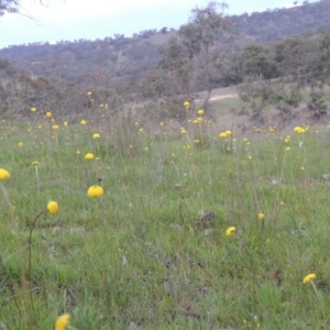 Craspedia variabilis at Tuggeranong DC, ACT - 6 Oct 2014