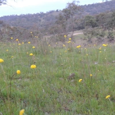 Craspedia variabilis (Common Billy Buttons) at Tuggeranong DC, ACT - 6 Oct 2014 by michaelb