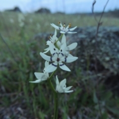 Wurmbea dioica subsp. dioica at Theodore, ACT - 6 Oct 2014