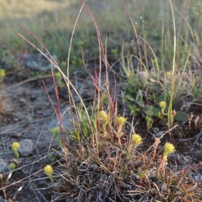 Psilurus incurvus (Bristle-tail Grass) at Tuggeranong Hill - 7 Oct 2014 by michaelb