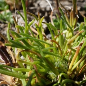 Isoetopsis graminifolia at Lake Bathurst, NSW - 11 Oct 2014 10:39 AM