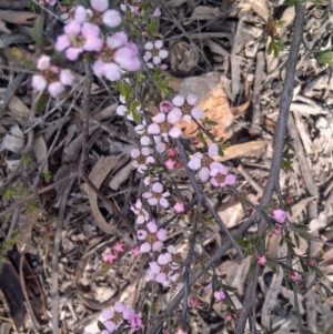 Gaudium multicaule at Crace, ACT - 10 Oct 2014 10:45 AM