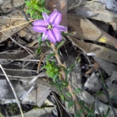 Thysanotus patersonii (Twining Fringe Lily) at Gungahlin, ACT - 10 Oct 2014 by galah681