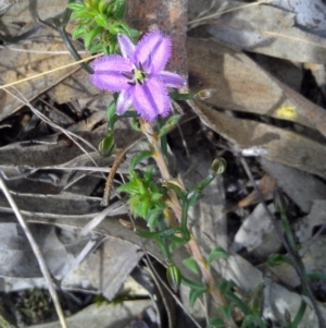 Thysanotus patersonii at Gungahlin, ACT - 10 Oct 2014 12:19 PM