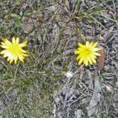 Microseris walteri (Yam Daisy, Murnong) at Gungahlin, ACT - 10 Oct 2014 by galah681